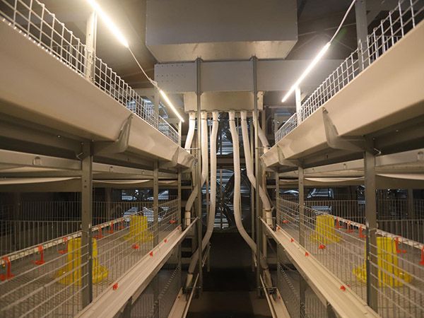 肉雞自動清糞雞籠